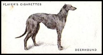 11 Deerhound
